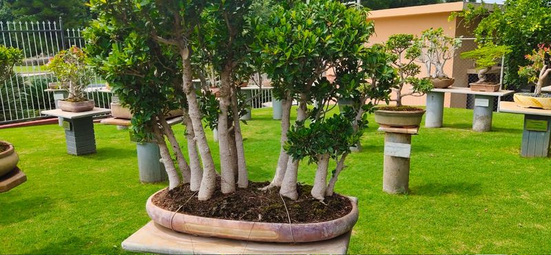 പ്രമാണം:19051 tar18.jpg