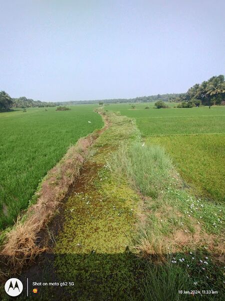 പ്രമാണം:19669 kodinhi.jpg