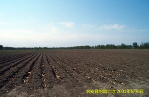 21308 Black Soil.jpg