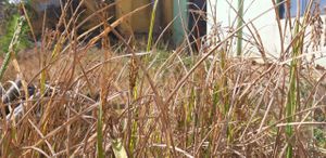 44066 kara nell.jpeg