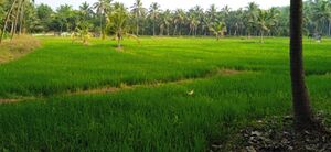 48416 Schoolgramam.jpg