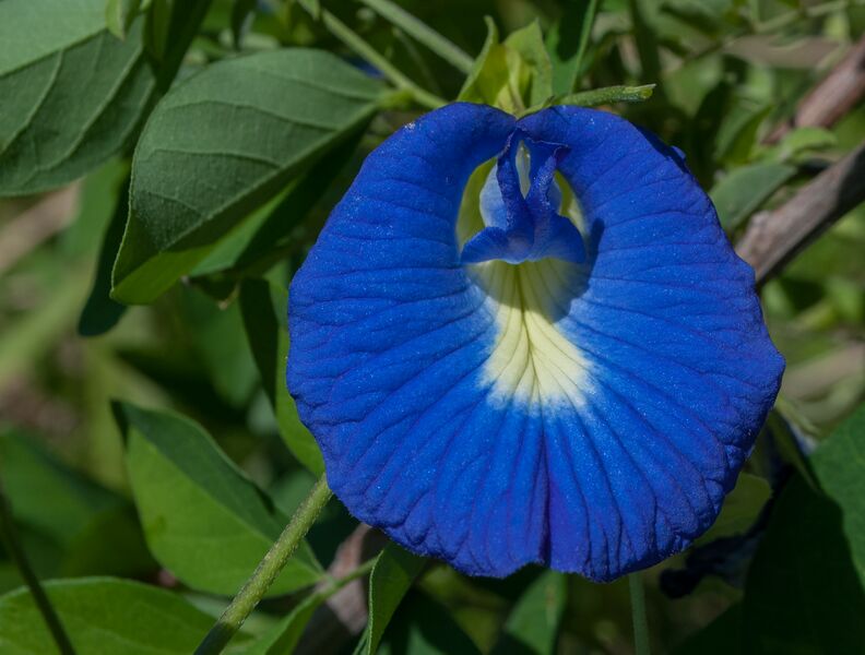 പ്രമാണം:Clitoria ternatea.jpg