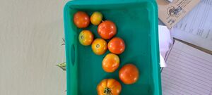 21068 littli kites 1.jpeg