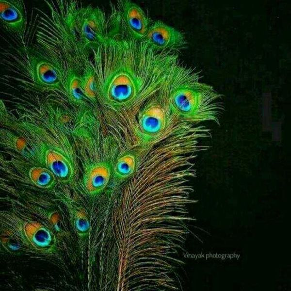 പ്രമാണം:42021 12011987.jpg