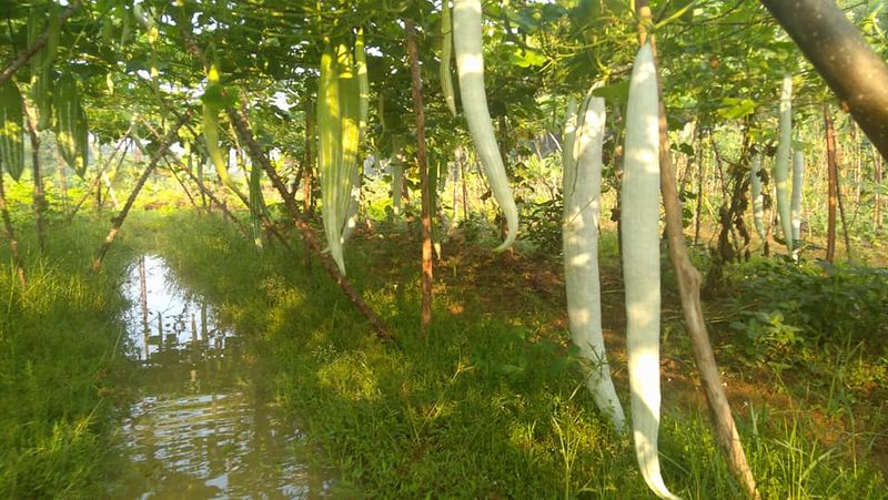 പ്രമാണം:42021 89956.jpg