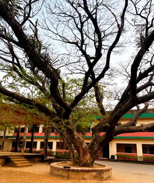 18673 thanal marangal3.jpg