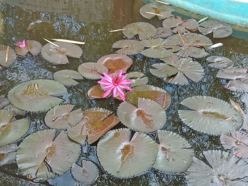 പ്രമാണം:30014 ambal 1.jpg