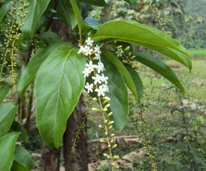 Citharexylum spinosum 01.jpg