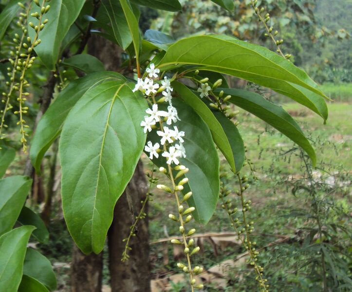പ്രമാണം:Citharexylum spinosum 01.jpg