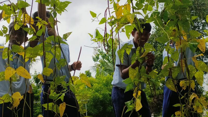 പ്രമാണം:22071 TSR vegetable plucking.jpg