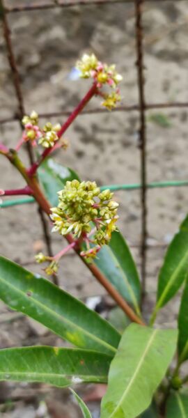 പ്രമാണം:25071 nss9.jpg