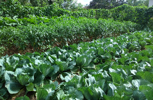 15058 organic farming.png