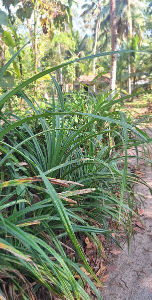 പ്രമാണം:41093 thazha1.jpg