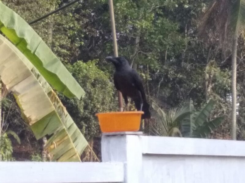 പ്രമാണം:47089 paravacrow.jpeg