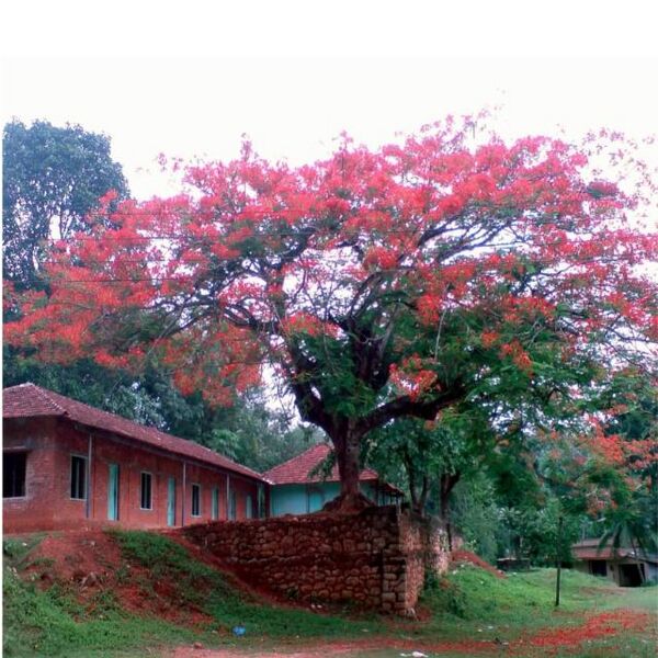 പ്രമാണം:38439- School photo 1.jpg