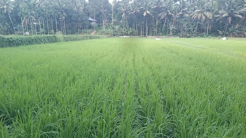 പ്രമാണം:42032 സീഡ്.jpg