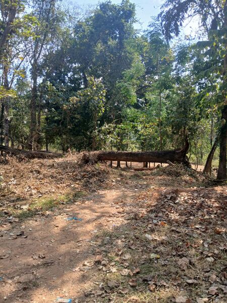 പ്രമാണം:48050 deforestation.jpg