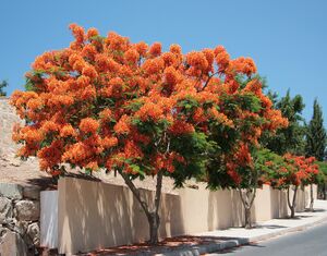 Delonix regia 4257.jpg