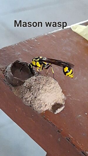 11070 Masonwasp.jpg