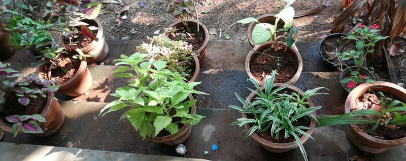 പ്രമാണം:13556 garden2.jpg