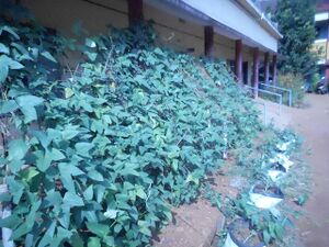 19058-nss agri1.jpeg