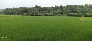 Paddy Field.jpg