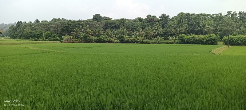 പ്രമാണം:Paddy Field.jpg