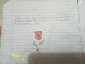 17263-KKD-KUNJ-NIYA 1 C.jpg