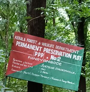 48129Swietenia tree (1).jpg