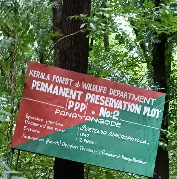 പ്രമാണം:48129Swietenia tree (1).jpg