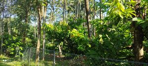 Kokko thottam.resized.jpg