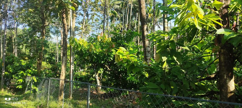 പ്രമാണം:Kokko thottam.resized.jpg