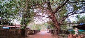 13748-al maram .jpeg