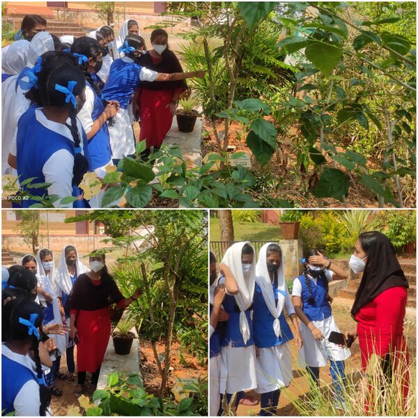 പ്രമാണം:20025-visiting our herbel garden.jpeg