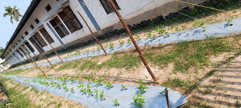 പ്രമാണം:34046 veg5.jpg