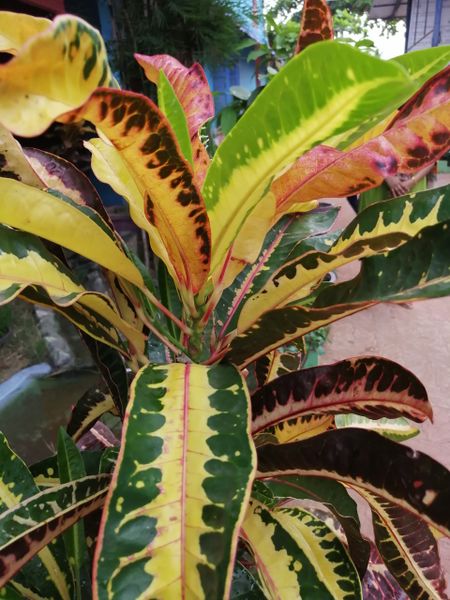 പ്രമാണം:42021 000761.jpg