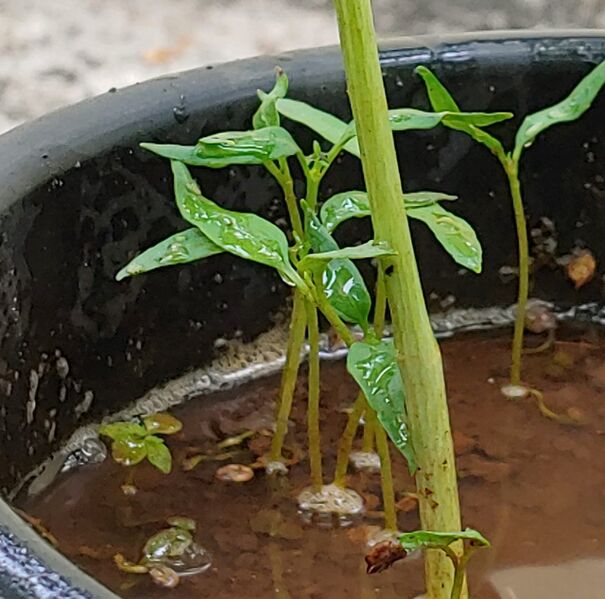 പ്രമാണം:44018 c1.jpg