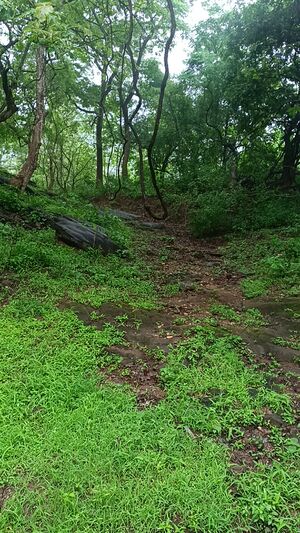 21099-ente gramam3.jpg