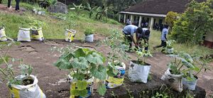 38077 Vegitable Garden 2025 2.jpg