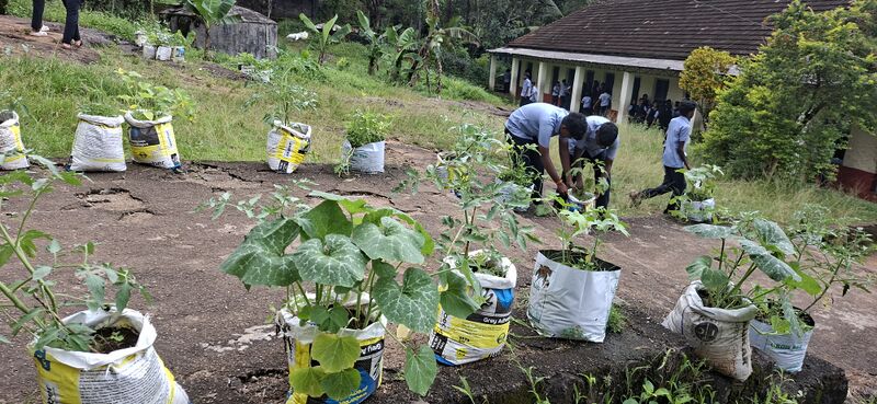 പ്രമാണം:38077 Vegitable Garden 2025 2.jpg