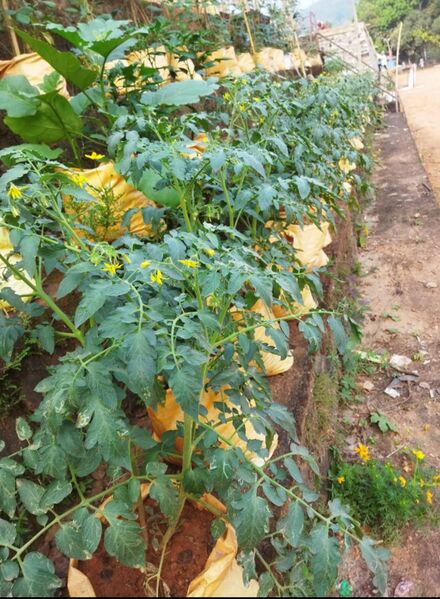 പ്രമാണം:47326 sslp00210.jpg