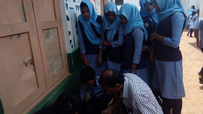 പ്രമാണം:18073 123 seed.jpg