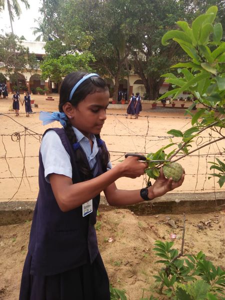 പ്രമാണം:Echo 43065.jpg