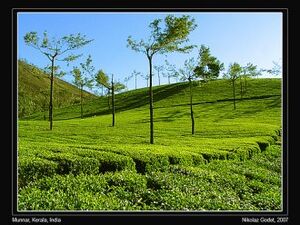 Munnar1.jpg