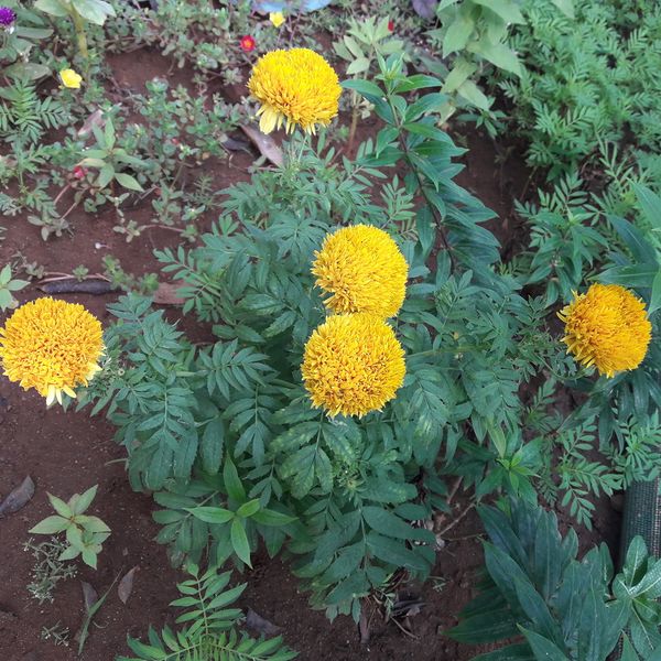 പ്രമാണം:21302-bio 15.jpg