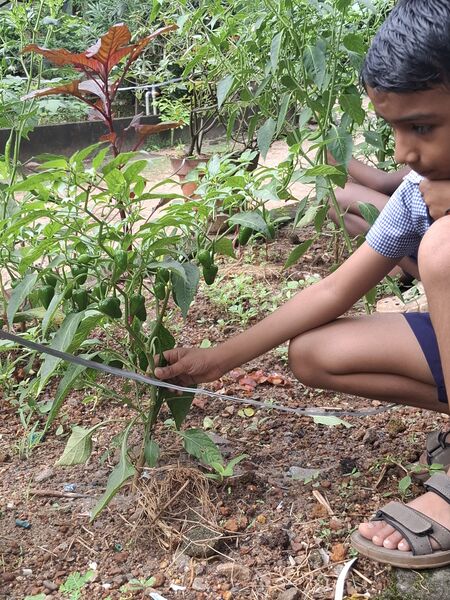 പ്രമാണം:ALP 35330 VEGETABLE GARDEN5.jpg