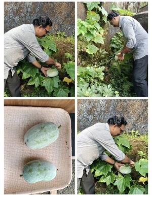 13401 Pachakkari vilavedupp 12-11-2025 glps4.jpeg