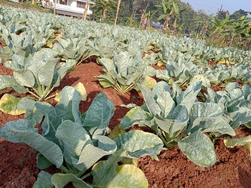 പ്രമാണം:25042 veg garden5.jpg