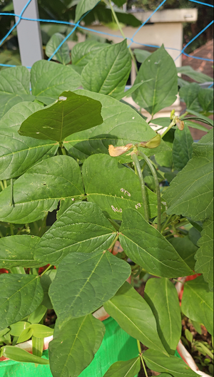 38004- vegetable garden.png