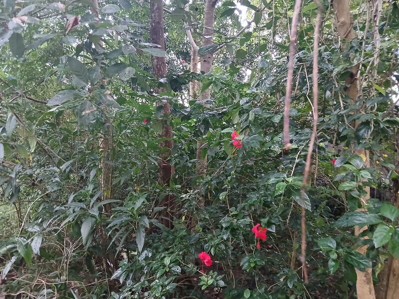 പ്രമാണം:മിയാവാക്കി.jpg